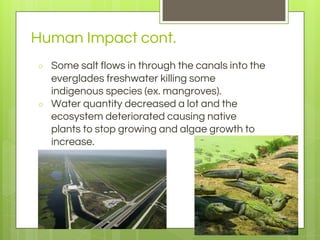 Human Impact cont.
○ Some salt flows in through the canals into the
everglades freshwater killing some
indigenous species (ex. mangroves).
○ Water quantity decreased a lot and the
ecosystem deteriorated causing native
plants to stop growing and algae growth to
increase.
 