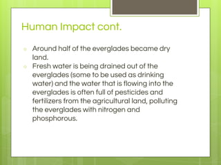 Human Impact cont.
○ Around half of the everglades became dry
land.
○ Fresh water is being drained out of the
everglades (some to be used as drinking
water) and the water that is flowing into the
everglades is often full of pesticides and
fertilizers from the agricultural land, polluting
the everglades with nitrogen and
phosphorous.
 