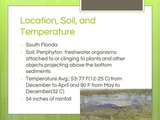 Location, Soil, and
Temperature
○ South Florida
○ Soil: Periphyton freshwater organisms
attached to or clinging to plants and other
objects projecting above the bottom
sediments
○ Temperature Avg.: 53-77 F(12-25 C) from
December to April and 90 F from May to
December(32 C)
○ 54 inches of rainfall
 