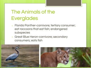 The Animals of the
Everglades
○ Florida Panther-carnivore; tertiary consumer;
eat raccoons that eat fish; endangered
subspecies
○ Great Blue Heron-carnivore; secondary
consumers; eats fish
 