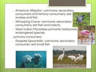 ○ American Alligator- carnivore; secondary
consumers and tertiary consumers; eat
snakes and fish
○ Whooping Crane- carnivore; secondary
consumers; eat fish and insects
○ West Indian Manatees-primarily herbivores;
endangered species
; primary consumers
○ Roseate Spoonbills- carnivore; secondary
consumer; eat small fish
 