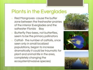 Plants in the Everglades
○ Red Mangroves- cause the buffer
zone between the freshwater prairies
of the interior Everglades and the
saltwater Florida Bay
○ Butterfly Pea-bees, not butterflies,
seem to be the primary pollinators
○ Cattail- the number of cattails, once
seen only in small localized
populations, began to increase
dramatically it could be traumatic for
plant and animal life in the area,
completely changing the
ecosystem(Invasive species)
 