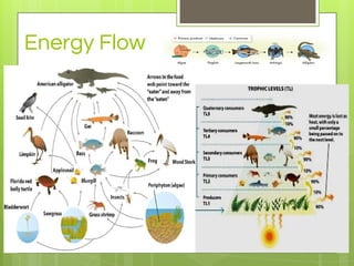 Energy Flow
 