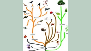 The Evidence for Evolution Education Presentation in Light Blue Style ...