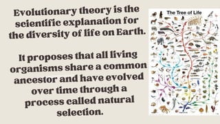 The Evidence for Evolution Education Presentation in Light Blue Style ...