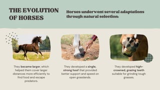 The Evidence for Evolution Education Presentation in Light Blue Style ...