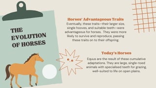 The Evidence for Evolution Education Presentation in Light Blue Style ...