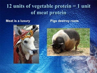 12 units of vegetable protein = 1 unit of meat proteinMeat is a luxuryPigs destroy roots
