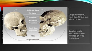 The evolution of dentition and jaws.pptx