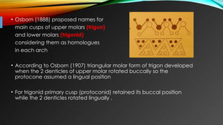 The evolution of dentition and jaws.pptx