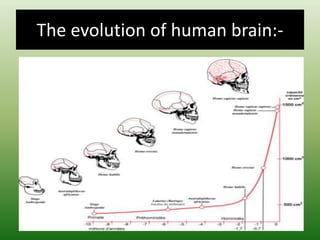 The evolution of human brain:-
 