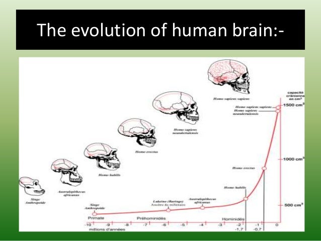 The Evolution Of Human Brain