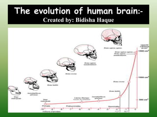 The evolution of human brain:-
Created by: Bidisha Haque
 