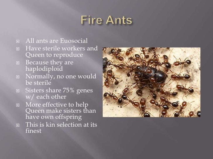 The evolution of kin selection