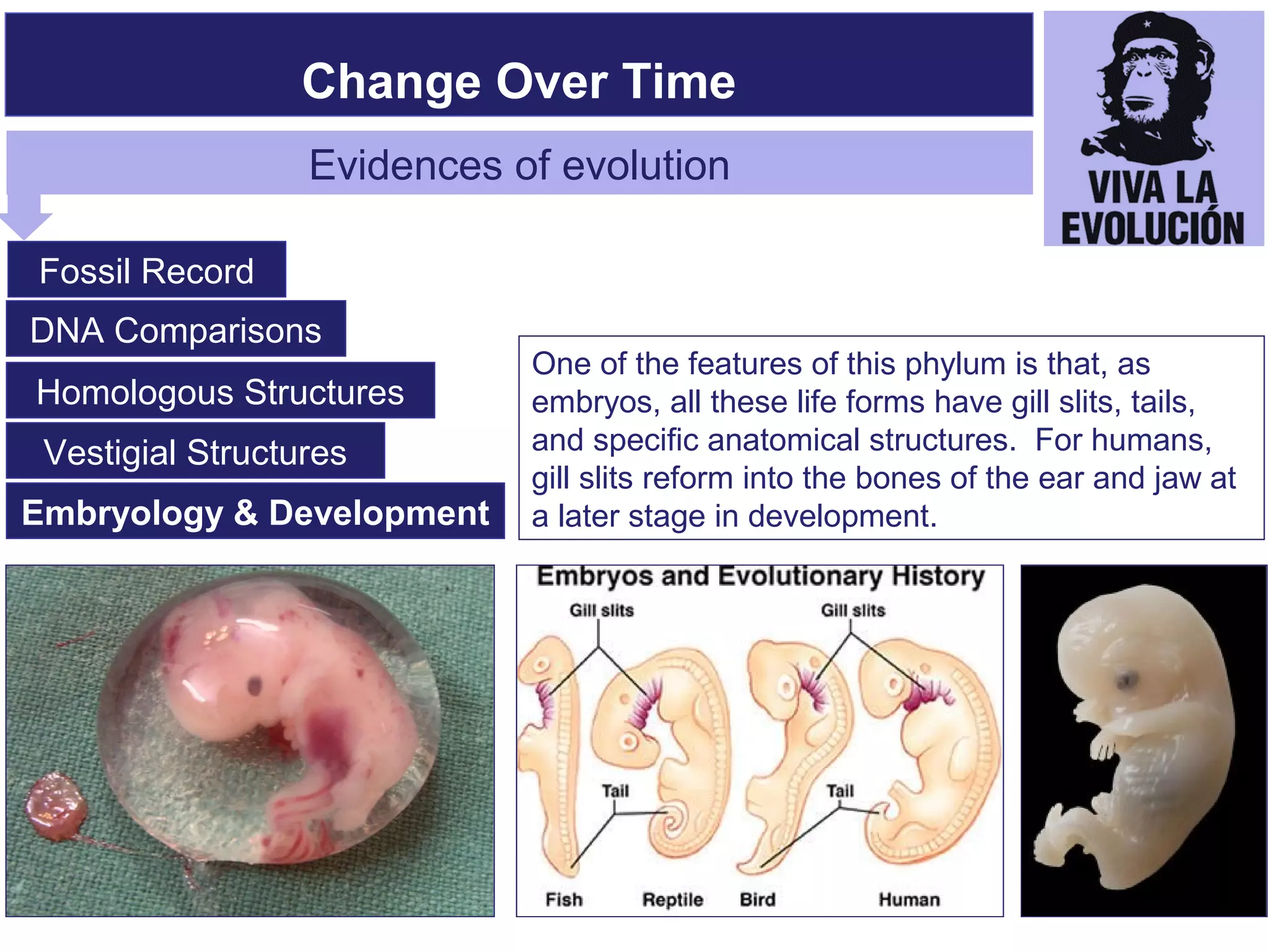 The Evolution of Living Things | PPT