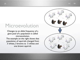Microevolution Everyday Life Examples The evolution of populations | KEY