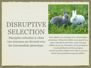 Natural Selection Example In Rabbits The evolution of populations | KEY