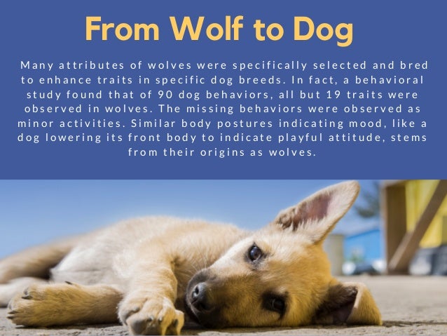 Genetic Studies Show That Dogs Evolved From Wolves Genetic Studies Show That Dogs Evolved From Wolves