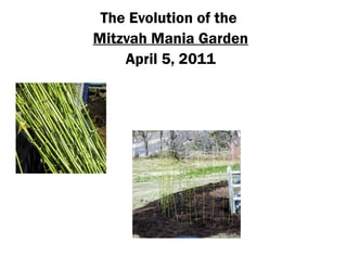 The Evolution of the
Mitzvah Mania Garden
    April 5, 2011
 
