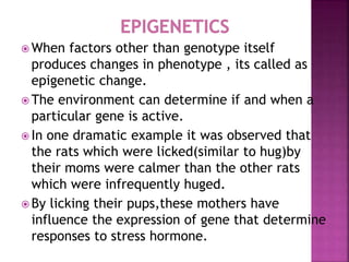  When factors other than genotype itself
produces changes in phenotype , its called as
epigenetic change.
 The environment can determine if and when a
particular gene is active.
 In one dramatic example it was observed that
the rats which were licked(similar to hug)by
their moms were calmer than the other rats
which were infrequently huged.
 By licking their pups,these mothers have
influence the expression of gene that determine
responses to stress hormone.
 