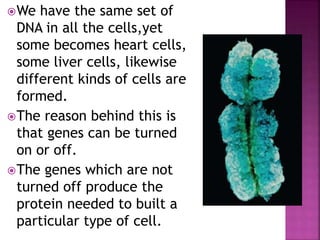 We have the same set of
DNA in all the cells,yet
some becomes heart cells,
some liver cells, likewise
different kinds of cells are
formed.
The reason behind this is
that genes can be turned
on or off.
The genes which are not
turned off produce the
protein needed to built a
particular type of cell.
 