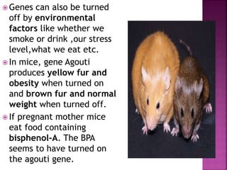  Genes can also be turned
off by environmental
factors like whether we
smoke or drink ,our stress
level,what we eat etc.
 In mice, gene Agouti
produces yellow fur and
obesity when turned on
and brown fur and normal
weight when turned off.
 If pregnant mother mice
eat food containing
bisphenol-A. The BPA
seems to have turned on
the agouti gene.
 