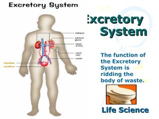 Excretory  System Life Science The function of the Excretory System is ridding the body of waste. 