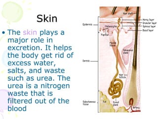 Skin The  skin   plays a major role in excretion. It helps the body get rid of excess water, salts, and waste such as urea. The urea is a nitrogen waste that is filtered out of the blood  