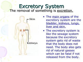 Excretory System The removal of something is  excretion. The  main organs  of the excretory system are the  bladder, kidneys, lungs, liver and skin.   The excretory system is like the sewage system because the excretory system gets rid of waste that the body does not need. The body also gets rid of natural gasses which can be fatal if not released from the body. 