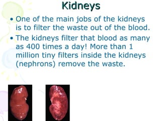 Kidneys One of the main jobs of the kidneys is to filter the waste out of the blood.  The kidneys filter that blood as many as 400 times a day! More than 1 million tiny filters inside the kidneys (nephrons) remove the waste.  