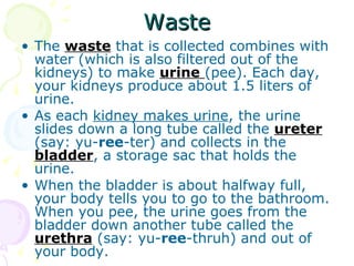 Waste The  waste  that is collected combines with water (which is also filtered out of the kidneys) to make  urine   (pee). Each day, your kidneys produce about 1.5 liters of urine.  As each  kidney makes urine , the urine slides down a long tube called the  ureter  (say: yu- ree -ter) and collects in the  bladder , a storage sac that holds the urine.  When the bladder is about halfway full, your body tells you to go to the bathroom. When you pee, the urine goes from the bladder down another tube called the  urethra  (say: yu- ree -thruh) and out of your body. 
