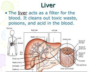 Liver The  liver   acts as a filter for the blood. It cleans out toxic waste, poisons, and acid in the blood.  