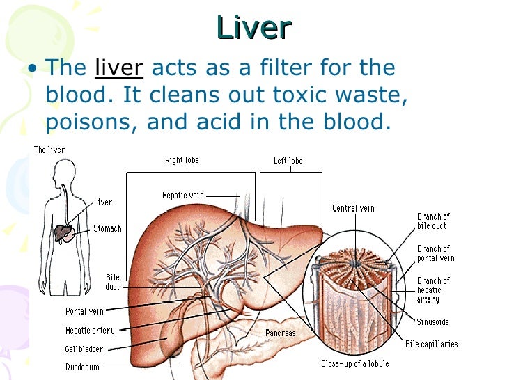 The Excretory System