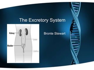 The Excretory System Bronte Stewart 