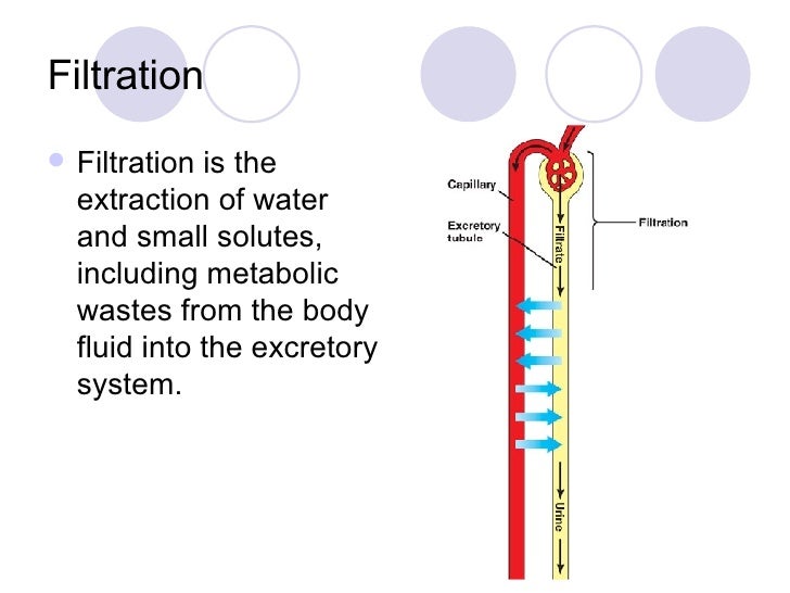 The+Excretory+System