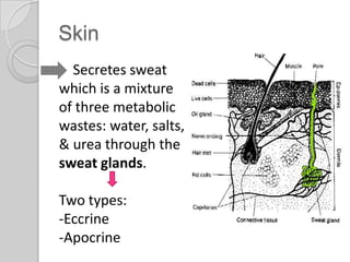 Skin
  Secretes sweat
which is a mixture
of three metabolic
wastes: water, salts,
& urea through the
sweat glands.

Two types:
-Eccrine
-Apocrine
 