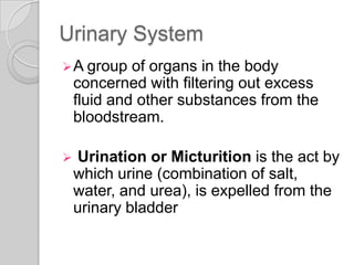 Urinary System
 A group    of organs in the body
    concerned with filtering out excess
    fluid and other substances from the
    bloodstream.

   Urination or Micturition is the act by
    which urine (combination of salt,
    water, and urea), is expelled from the
    urinary bladder
 