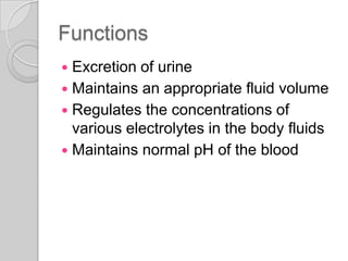 Functions
 Excretion of urine
 Maintains an appropriate fluid volume
 Regulates the concentrations of
  various electrolytes in the body fluids
 Maintains normal pH of the blood
 