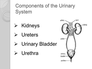 Components of the Urinary
System

 Kidneys
 Ureters
 Urinary Bladder
 Urethra
 
