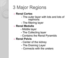 3 Major Regions
 Renal Cortex
      - The outer layer with lots and lots of
            nephrons
      - The filtering layer
 Renal Medulla
     - Middle layer
      - The Collecting layer
     - Contains the Renal Pyramids
 Renal Pelvis
      - Center of the kidney
      - The Draining Layer
       - Connects with the ureters
 