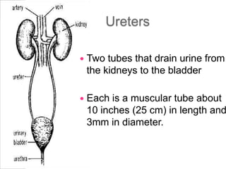 Ureters

   Two tubes that drain urine from
    the kidneys to the bladder

   Each is a muscular tube about
    10 inches (25 cm) in length and
    3mm in diameter.
 