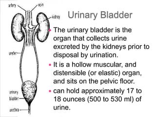 Urinary Bladder
 The urinary bladder is the
  organ that collects urine
  excreted by the kidneys prior to
  disposal by urination.
 It is a hollow muscular, and
  distensible (or elastic) organ,
  and sits on the pelvic floor.
 can hold approximately 17 to
  18 ounces (500 to 530 ml) of
  urine.
 