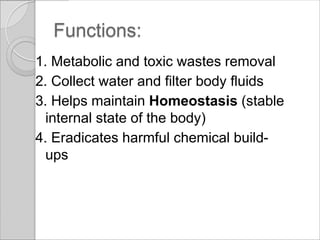 Functions:
1. Metabolic and toxic wastes removal
2. Collect water and filter body fluids
3. Helps maintain Homeostasis (stable
  internal state of the body)
4. Eradicates harmful chemical build-
  ups
 