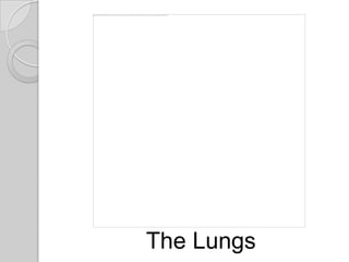 The Lungs
 