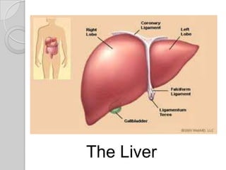 The Liver
 