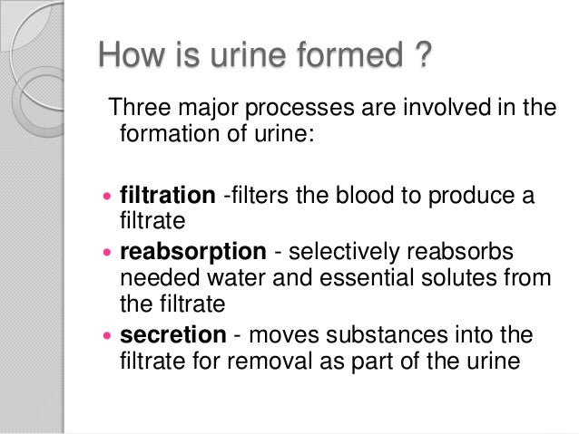 The excretory system
