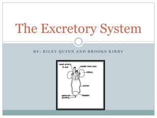 The Excretory System
BY: RILEY QUINN AND BROOKS KIRBY

 