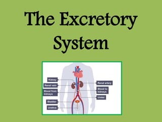 The Excretory
System
 