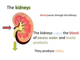 The kidneys
Blood passes through the kidneys.
The kidneys the blood
of excess water and waste
products.
They produce .
 