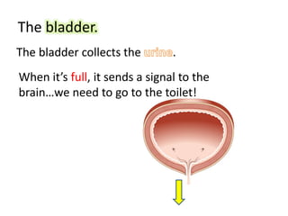 The bladder.
The bladder collects the .
When it’s full, it sends a signal to the
brain…we need to go to the toilet!
 